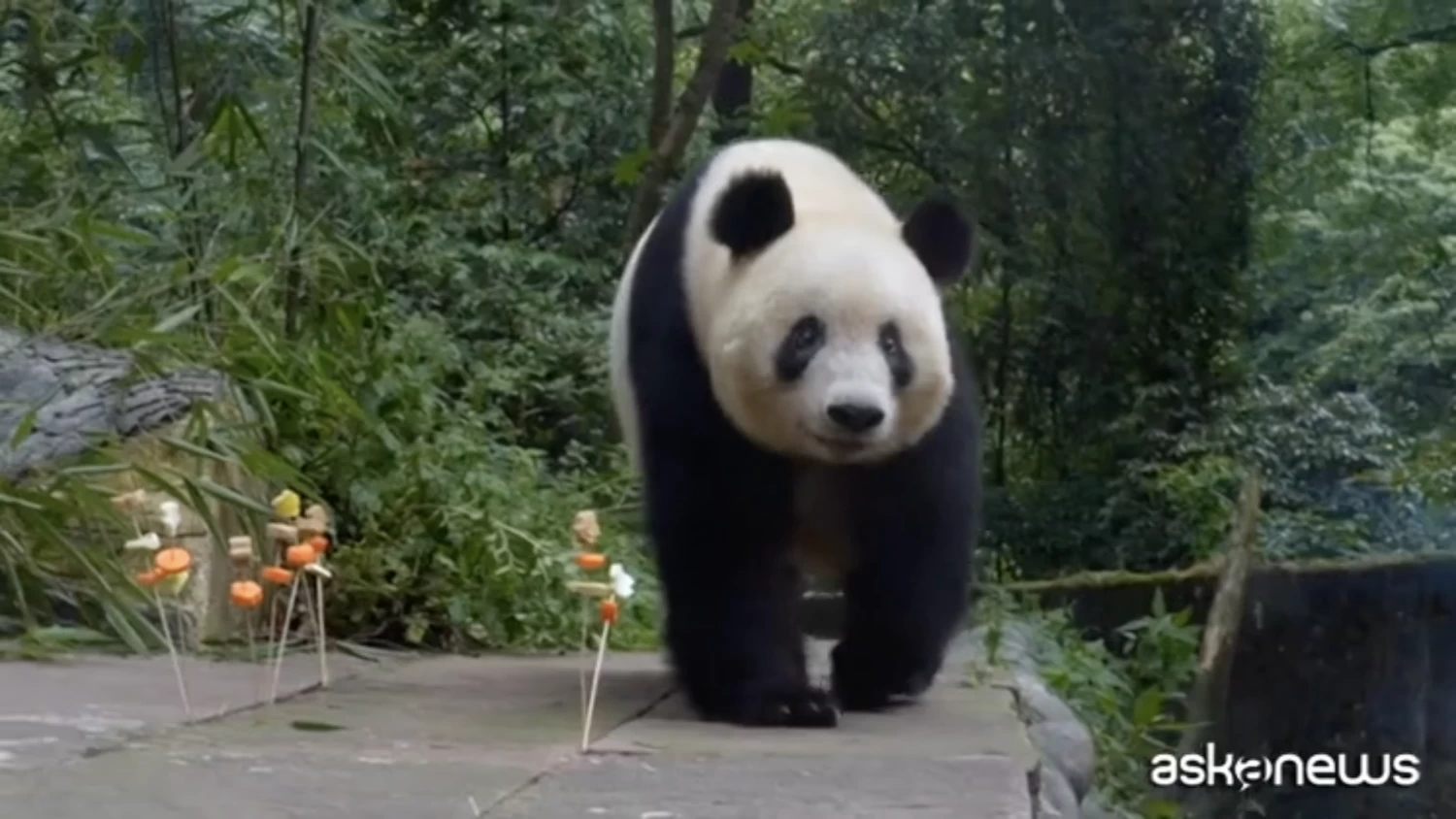 Brochetas de fruta fresca para el cumpleaños del panda Xiang Xiang