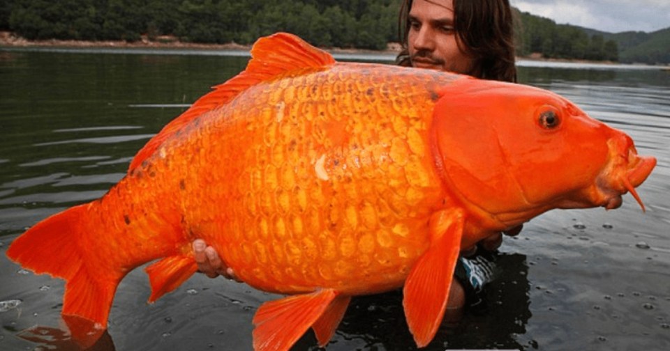 El pez gigantesco conquistó a los amantes del pescado.