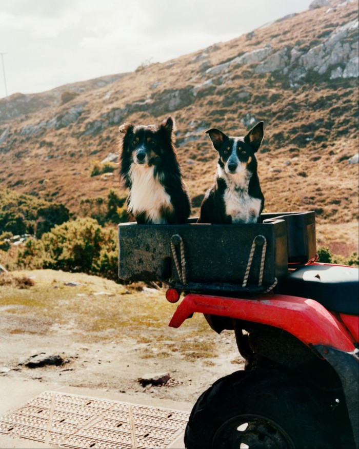 Perros pastores viajan en la parte trasera de un quad por la costa norte