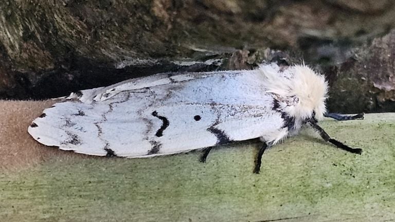 Hermosa polilla. (Foto: Ilse Dingemans)