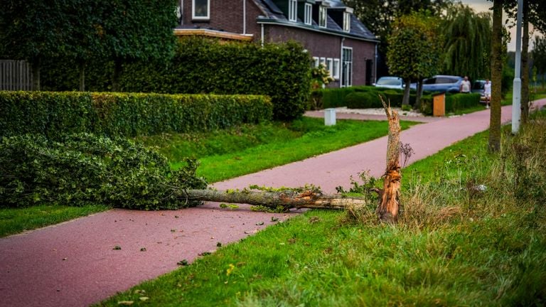 El árbol roto (foto: SQ Vision).