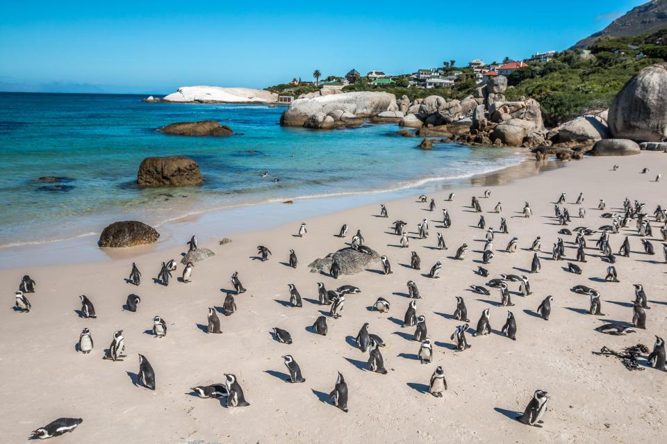 Los pingüinos en Boulder Bay son una de las atracciones más populares.