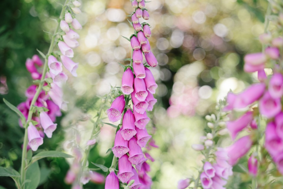 Las dedaleras agregarán colores brillantes a su jardín en la sombría primavera.