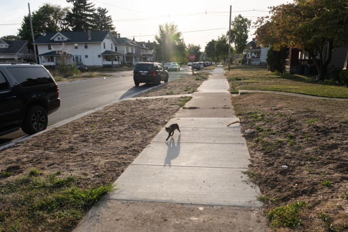 Un gato corre por una acera en Springfield 