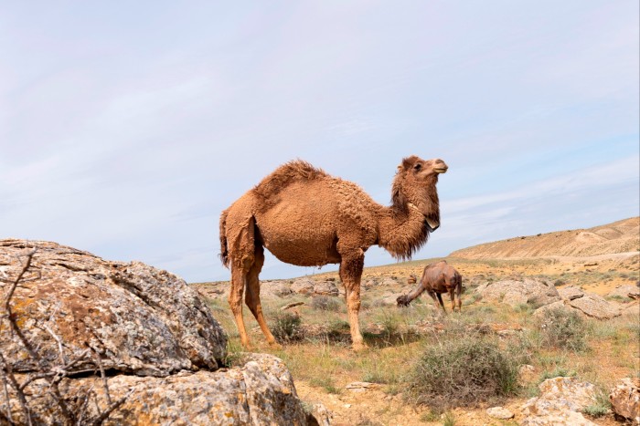 Dos camellos jorobados, uno cerca de la cámara, vistos pastando en un paisaje rocoso salvaje.