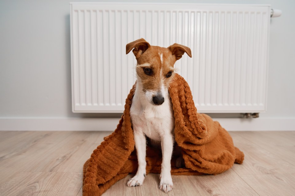 Una quinta parte de las personas encenderán la calefacción cuando salgan para mantener calientes a sus mascotas este invierno a pesar del coste