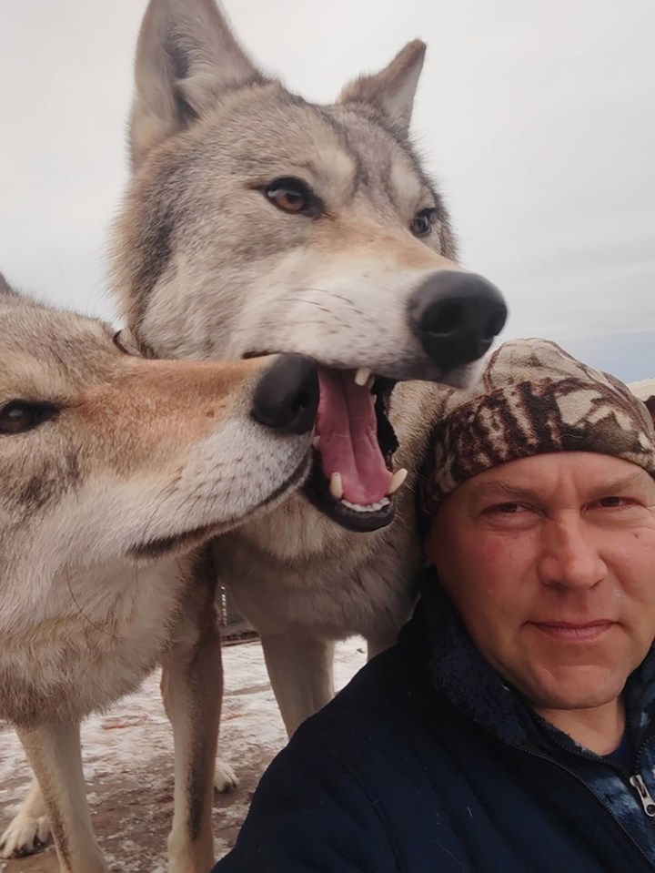 El domador de lobos Aleksandr Konchakov crió a dos hembras rescatadas de la región siberiana de Jakasia