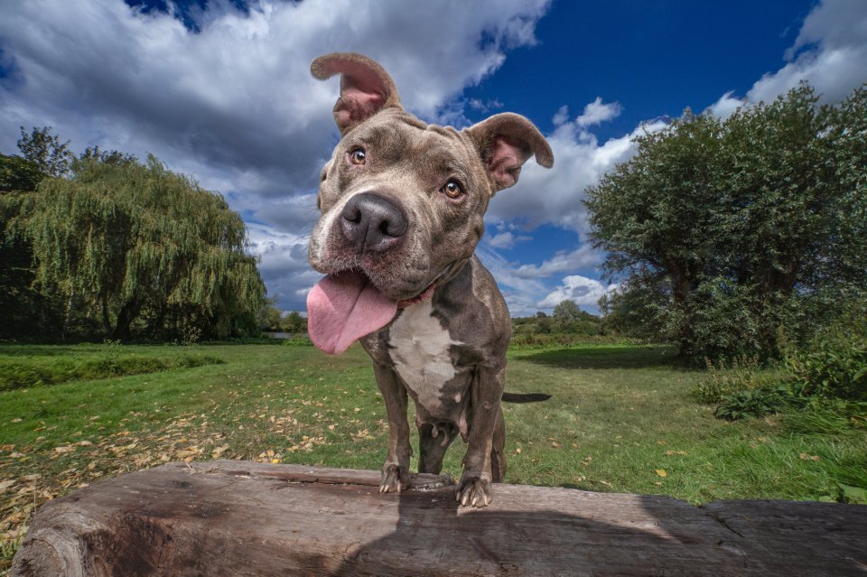 La perra solitaria Zara ha recibido una sesión de fotos especial para ayudarla a encontrar un hogar para siempre.