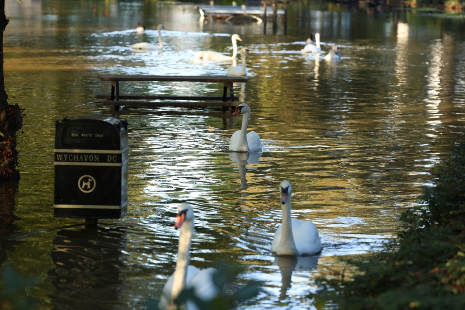 Los cisnes se posan sobre el agua de la inundación que cubre un parque donde el río Avon se ha desbordado