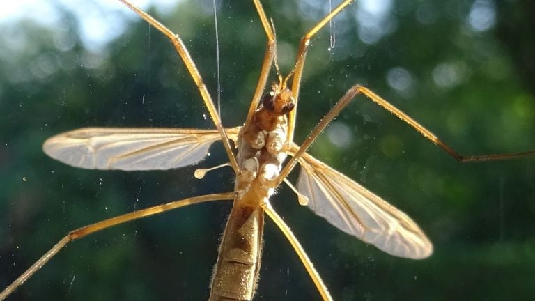 Mosca grulla con divertidas bolitas (foto: Loes Westgeest)