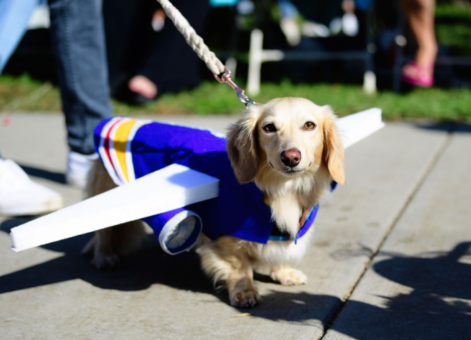 Otros compran un seguro para mascotas más sencillo y económico