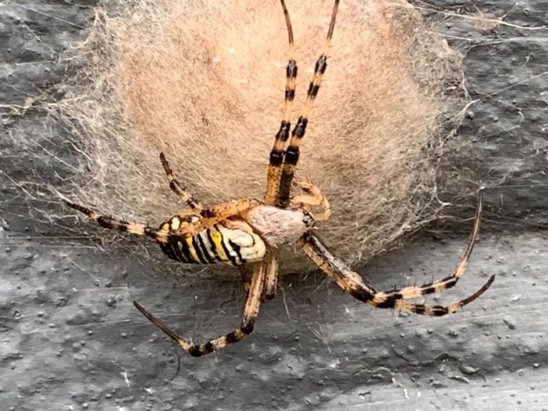 La araña guarda su capullo (foto: Jan Wintraecken).