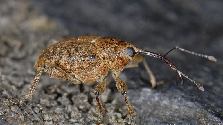 Un pequeño barrenador de la bellota (foto: Saxifraga H. Baas)