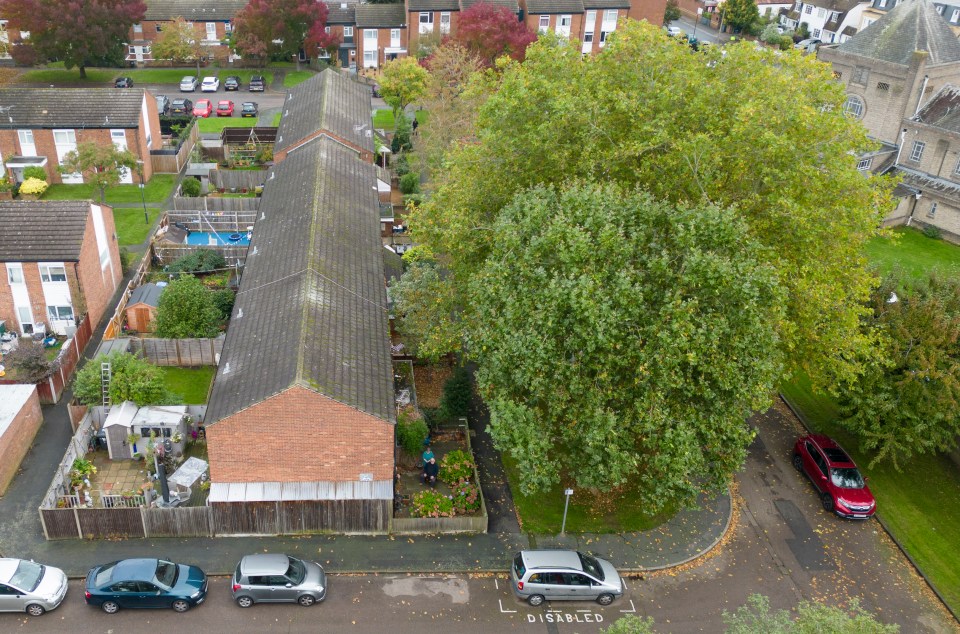 El árbol se cierne sobre el frente de la casa de la pareja en Teddington.