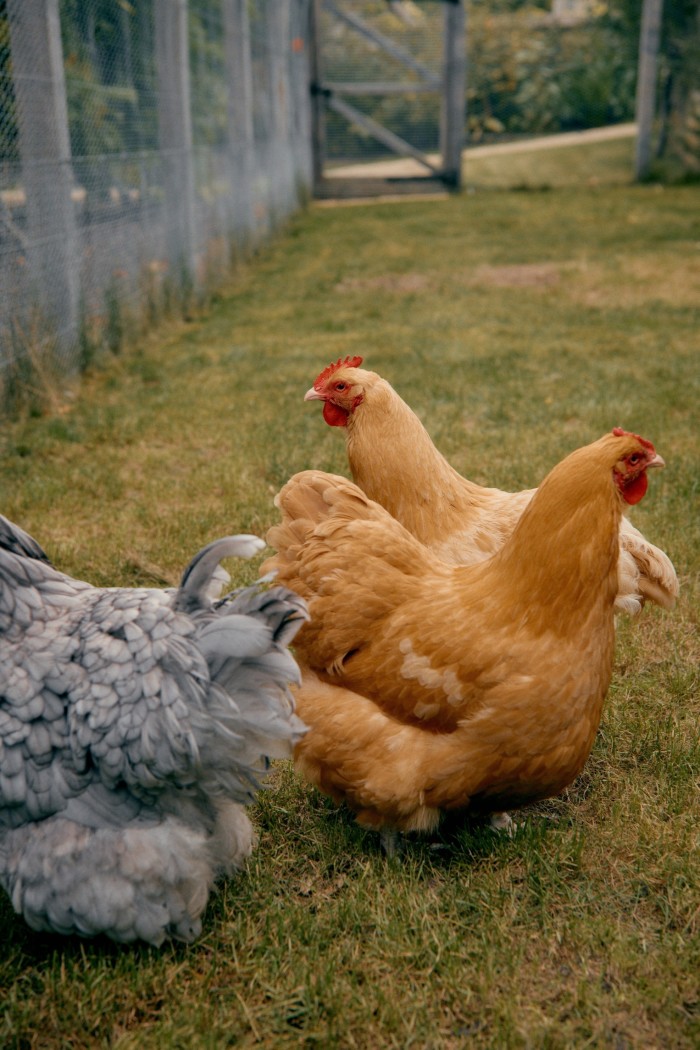 Un pequeño grupo de pollos regordetes caminando sobre una zona cubierta de hierba. Dos pollos tienen plumas de color marrón dorado y otro con plumas esponjosas de color gris claro.