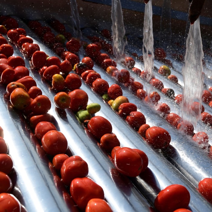 Los tomates recién recogidos se limpian a medida que avanzan por la línea de montaje.