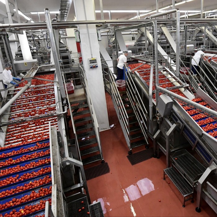 Los tomates recién recogidos se transportan a lo largo de una línea de montaje