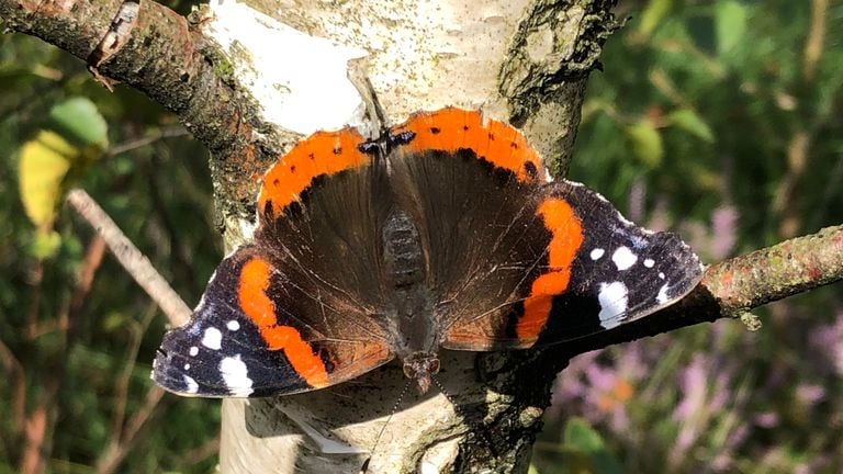 La mariposa del Atlántico (foto: Frans Kapteijns).