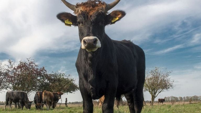 El ganado tauros en Keent (foto: James van Leuven).