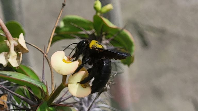 Jeske vio esta abeja en Gran Canaria (Foto: Jeske van Heeswijk). 