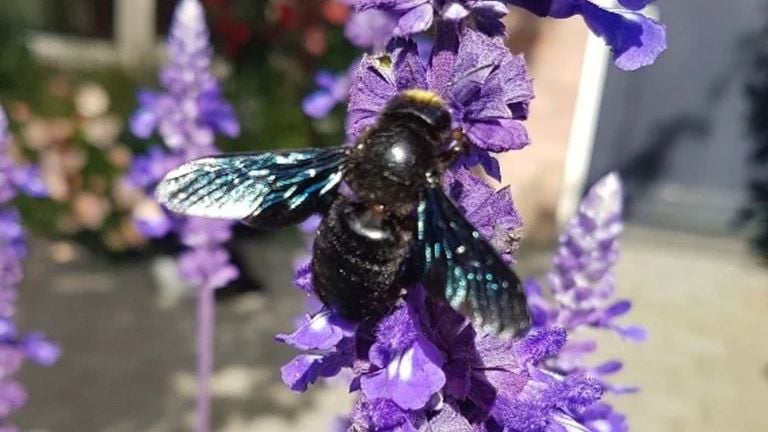 En los Países Bajos conocemos la abeja carpintera azul-negra (foto: Berry De Haas).