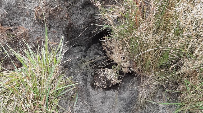 Joop descubrió un agujero excavado (foto: Joop Klomp).