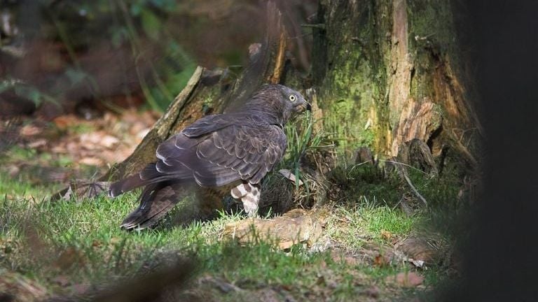 Así es el ratonero abejero (foto: Martín Mollet). 