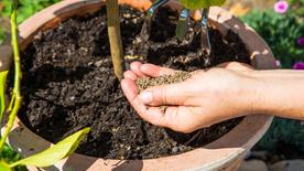 El fertilizante adecuado para el inicio de la nueva temporada de plantas