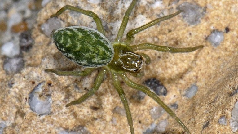 Esta araña mide 5 milímetros de tamaño y es caliente; tarjeta verde. (foto: Saxifraga Ab H Baas). 