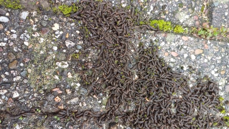 Larvas de moscas del luto (foto: Rien Jacobs)