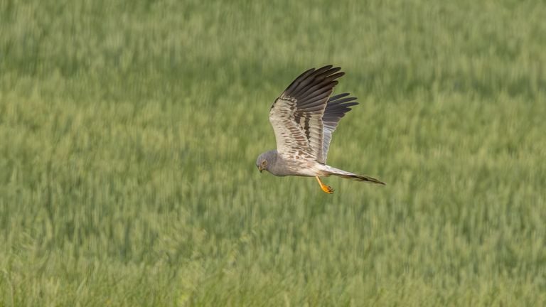 Aguilucho cenizo (foto; IVN Uden Bird Watch Uden) 