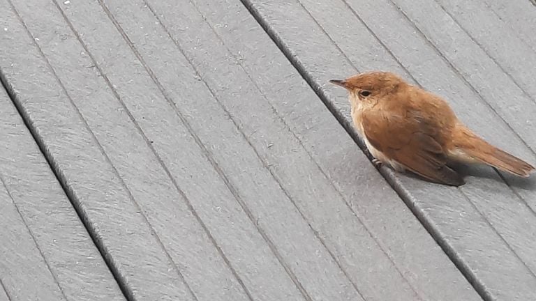 La curruca carricera que voló contra la ventana (Foto: Netty Renders). 