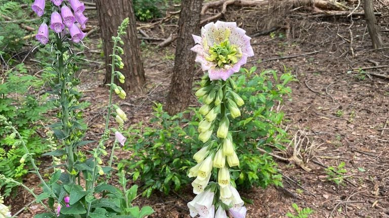 Dedalera con una flor especial (foto: Selina Lacourt)