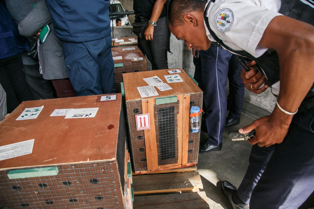 Cajas de madera utilizadas para el transporte de animales en avión.