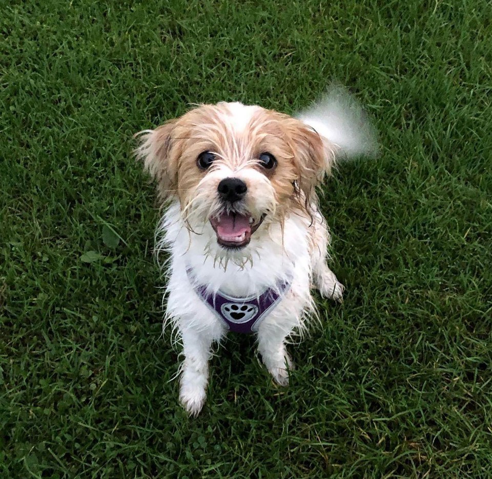 Daisy, un cruce de Shih Tzu y Yorkshire Terrier