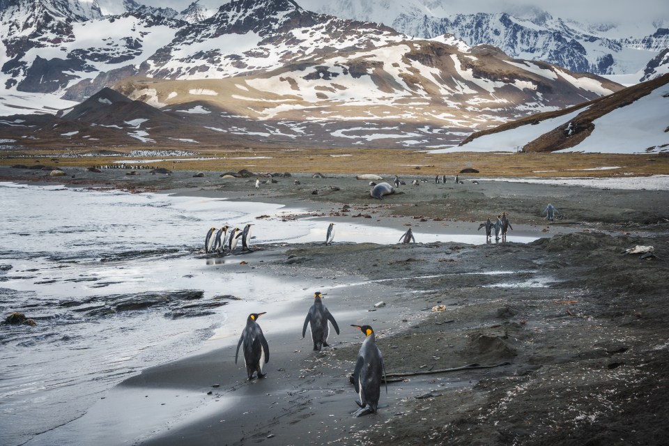 La A23a se dirige hacia la isla británica de Georgia del Sur, dicen los expertos