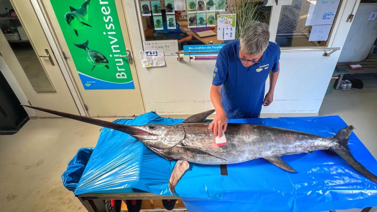 En Texel debe quedarse claro cómo este pez espada terminó