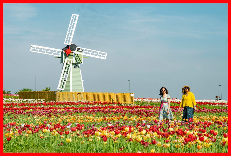 Dos mujeres caminando a través de un campo de tulipanes frente a un molino de viento.