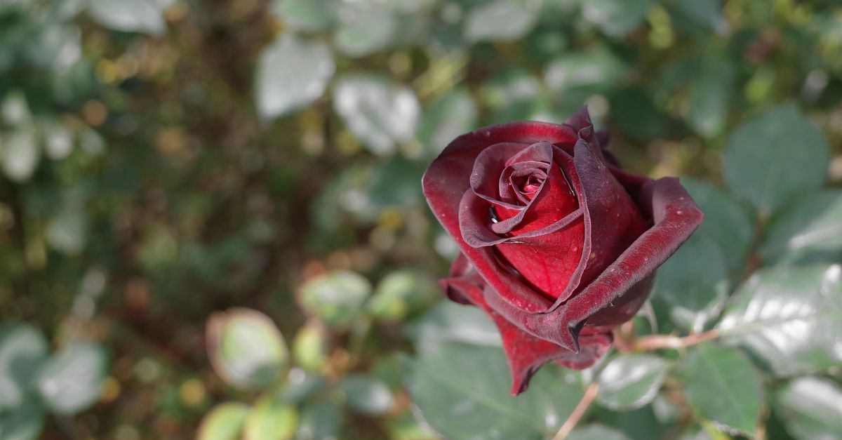Rose geométricamente frustrado quiere asumir una forma espacialmente imposible