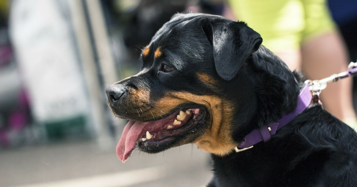 Catorce ladrando Rottweilers flotan vecinos para desesperar: Kennel de Valthermondse
