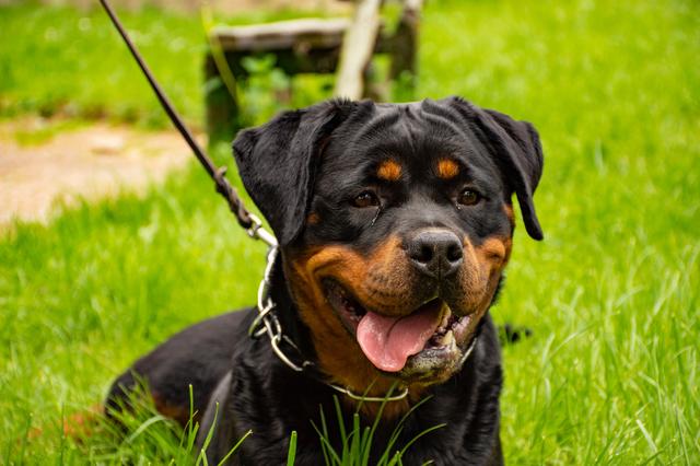 Catorce Rottweilers en Valthermond ofrecen dolores de cabeza de vecinos.
