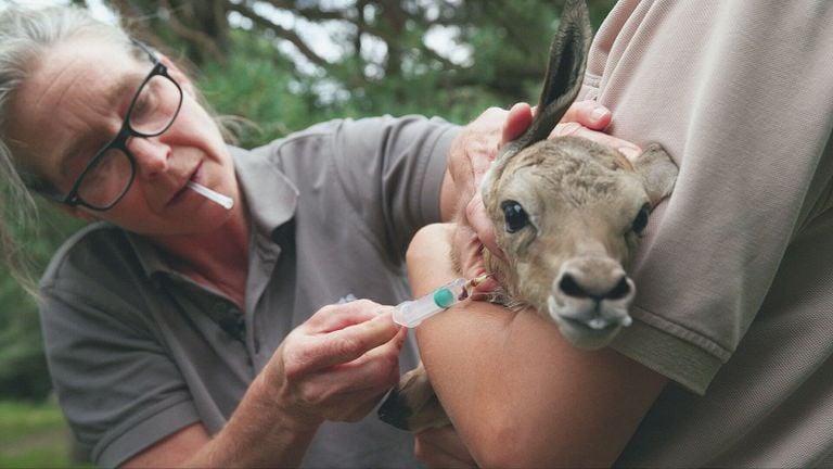 Imagen: en Safari/Omroep Brabant.