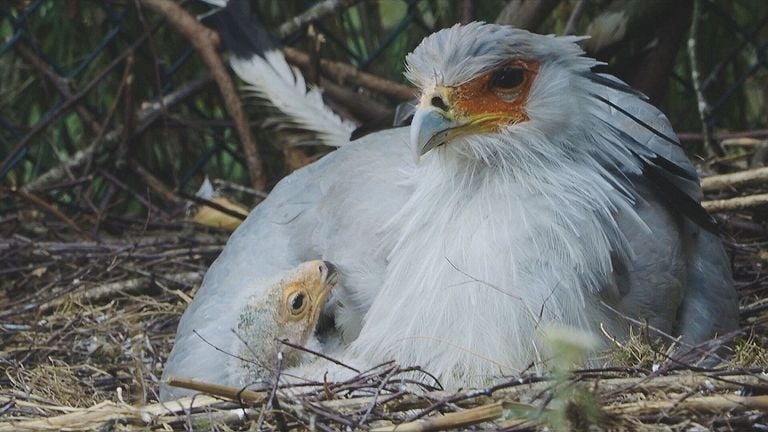 El Jonkie tiene dos padres adoptivos masculinos (imagen: en Safari/Omroep Brabant).