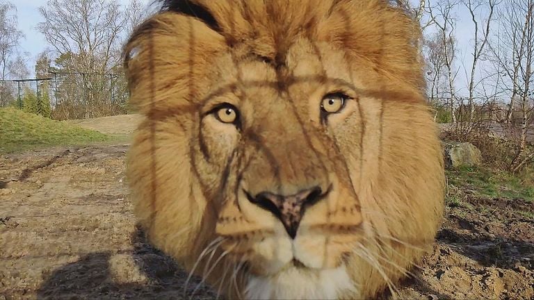 Ojo a ojo con el rey de África (Imagen: en Safari/Omroep Brabant).