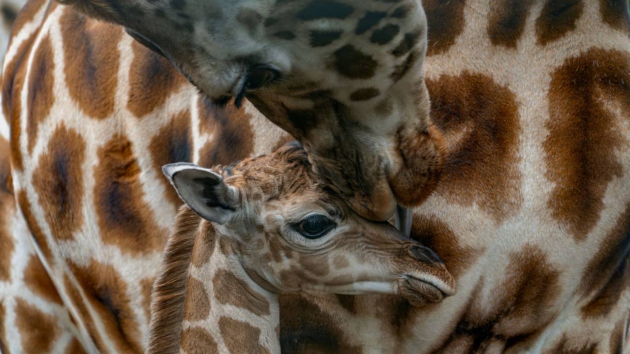 En Safari, un vistazo a los 1200 animales salvajes del