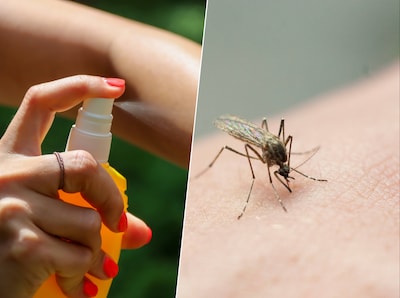 ¡Están de vuelta, mosquitos! El enchufe y la citronela no