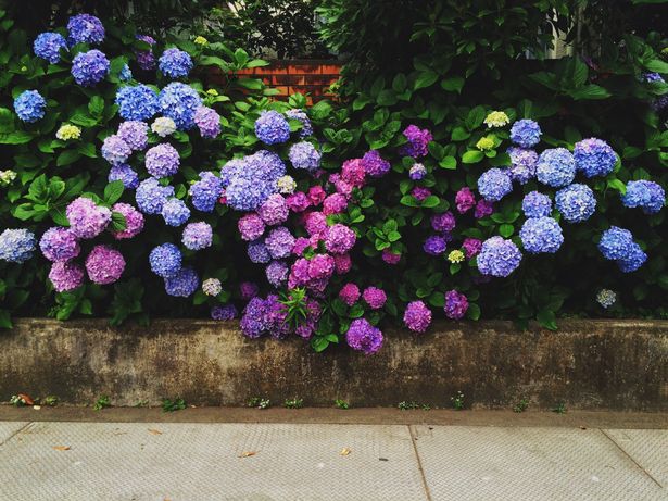 Hortensias