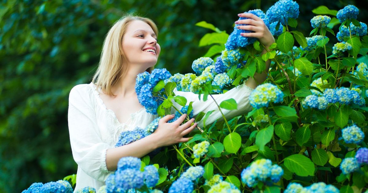 Los jardineros emiten advertencia de hortensia sobre tareas comunes que