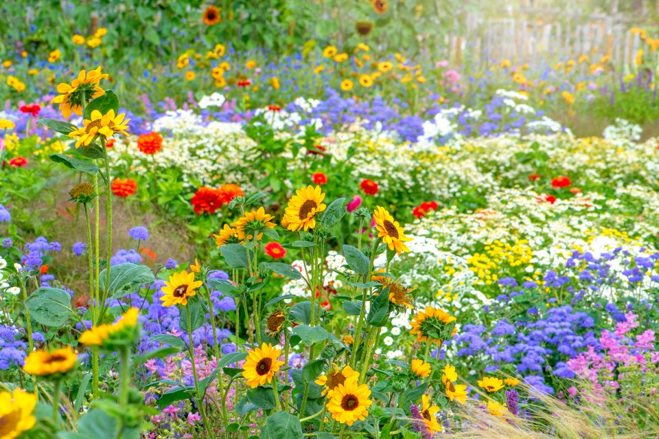 Vibrantes flores silvestres en un prado soleado.