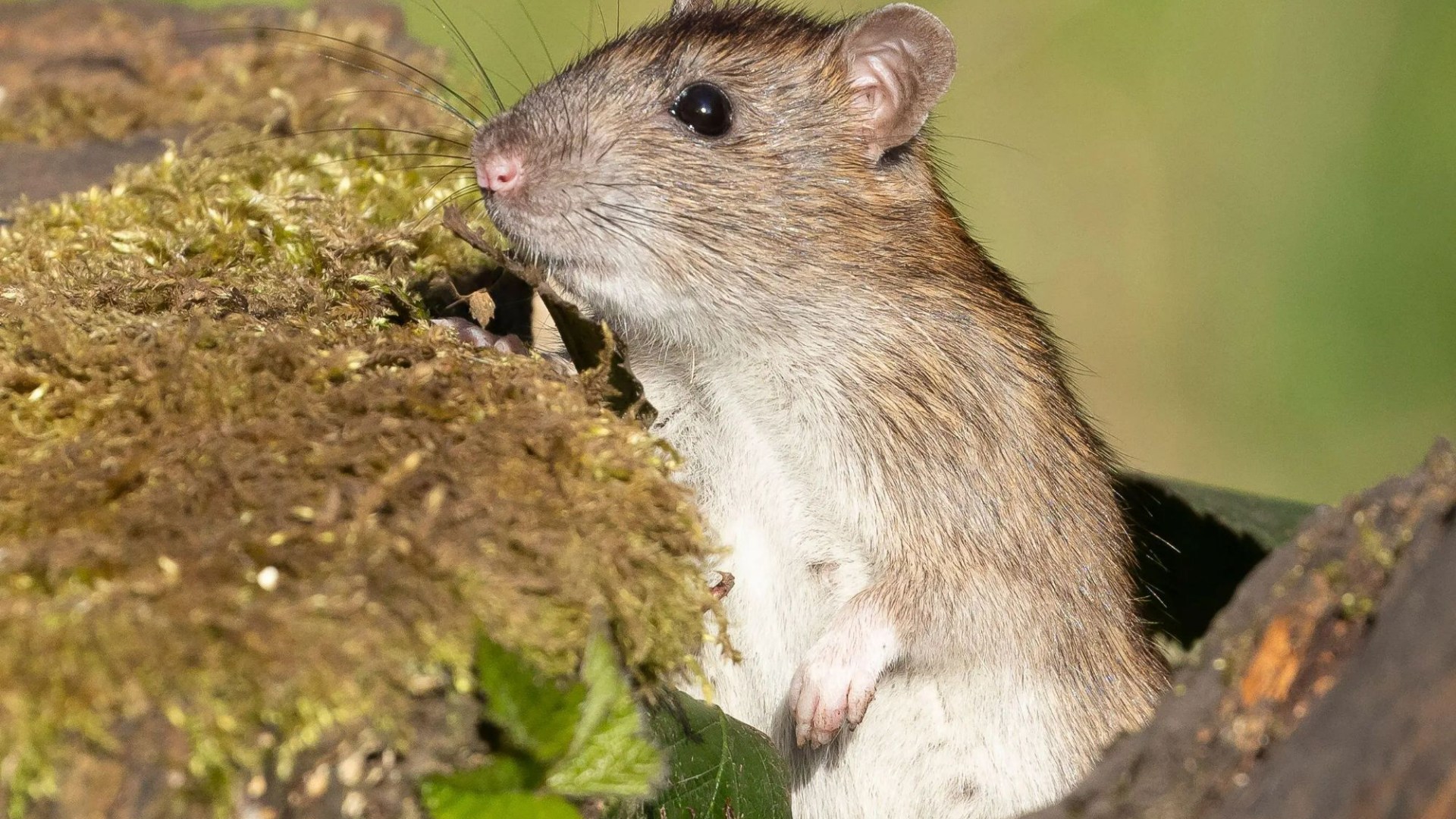 Cómo desterrar a las ratas de su jardín permanentemente con